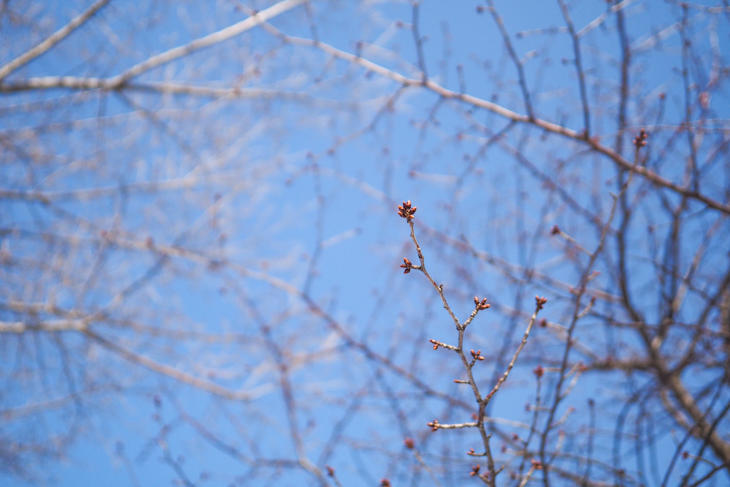 3-4_cherryblossoms_P3272188.jpg