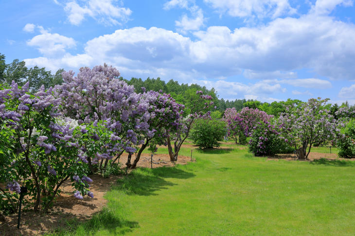 フォトAC_川下公園_ライラック_4397019_m-2.jpg