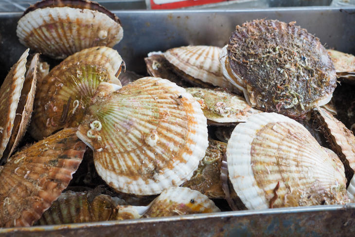 2_scallop_P6110759.jpg