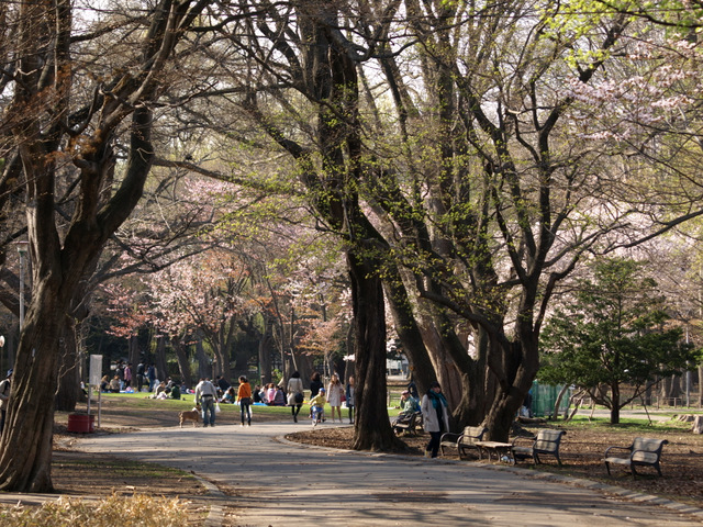 ⑧P5160347円山公園.JPG