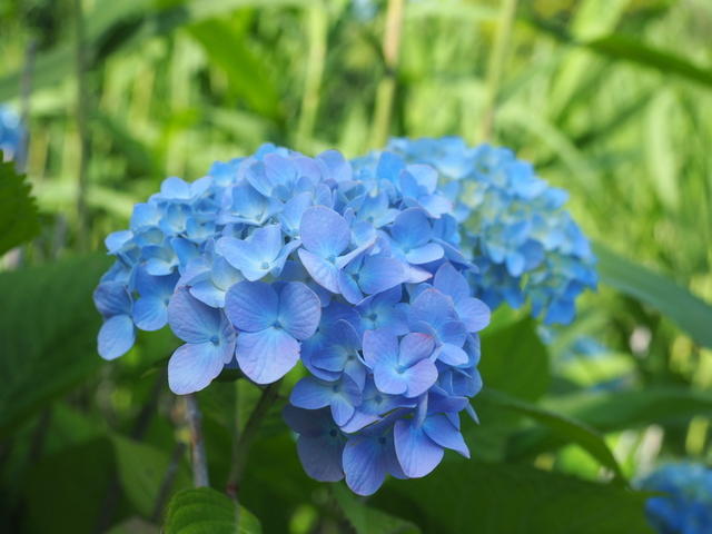 中島公園・あじさい