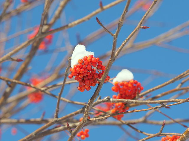 ナナカマド（12月・札幌）