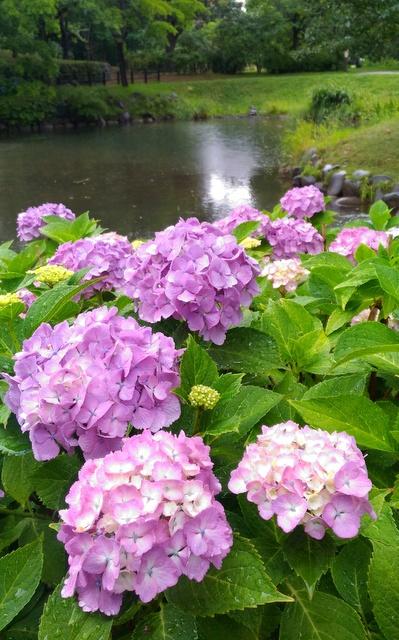 中島公園・あじさい