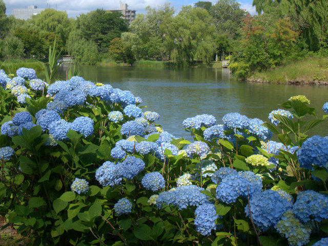 中島公園・菖蒲池とあじさい