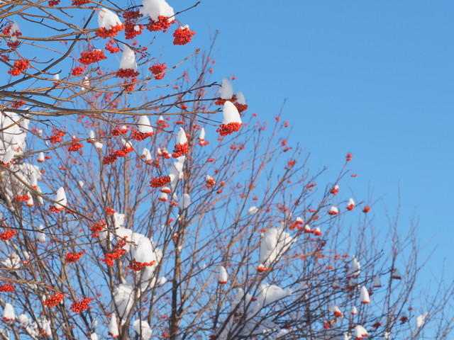 雪の三角帽子とナナカマド（12月・札幌）