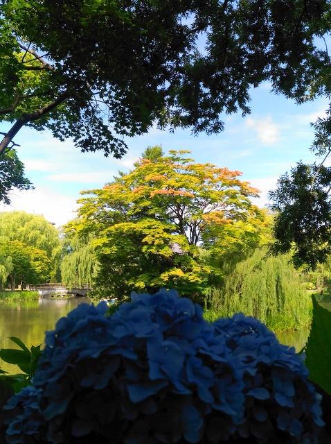 中島公園・菖蒲池とあじさい