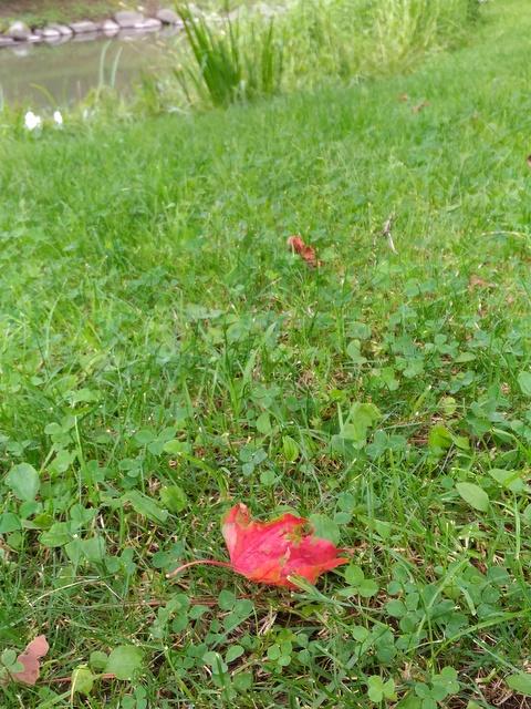 中島公園・8月