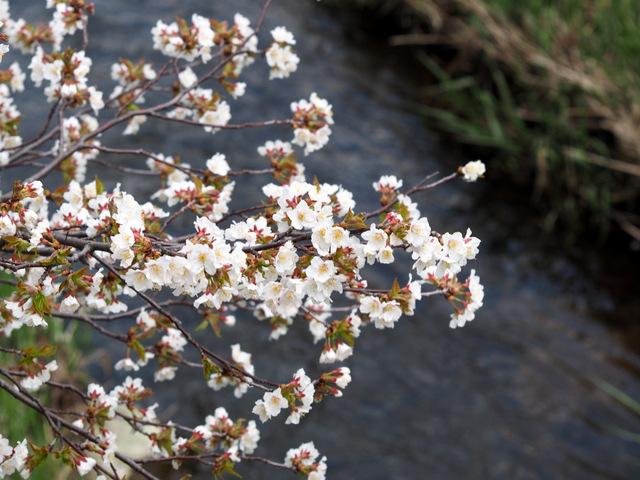 Chishima Cherry Blossoms along  the Shojin River