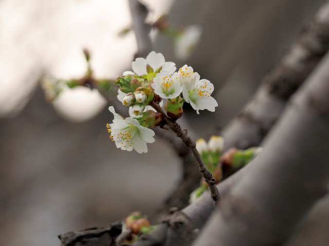 Chishima Cherry Blossoms with white and smaller flowers