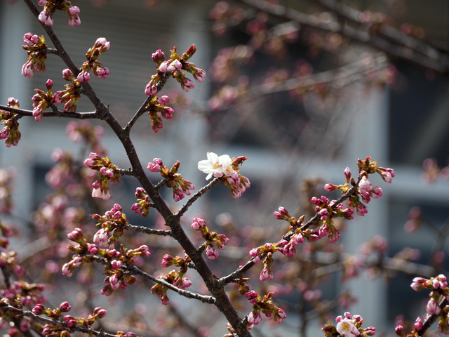 Chishima Cherry Tree with Pink Buds and White Blossom