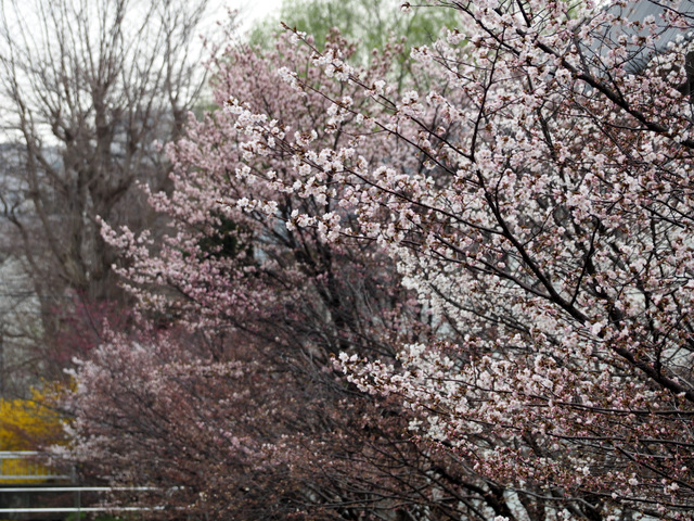 Chishima Cherry Tree in the garden of Civil Engineering Research Institute for Cold Regeon, Sapporo