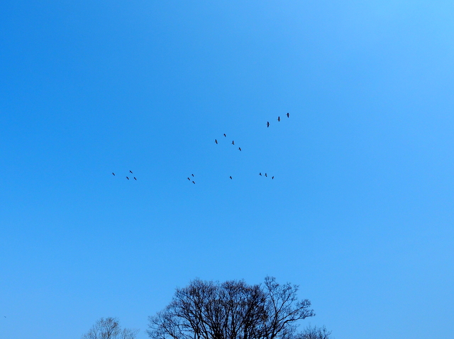 Whitetailed geese coming back to Miyajimanuma Swamp from feeding grounds