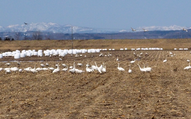 Field in Kita-mura with Bewick