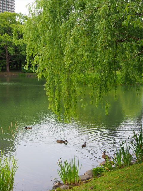 中島公園の菖蒲池とカモ