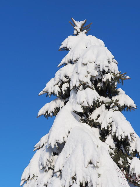 大雪のあと（札幌市）