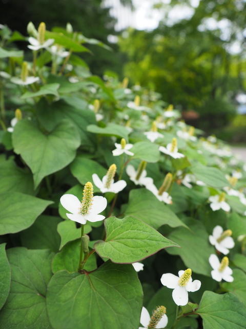 中島公園・日本庭園のドクダミ