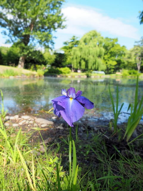 中島公園・花菖蒲