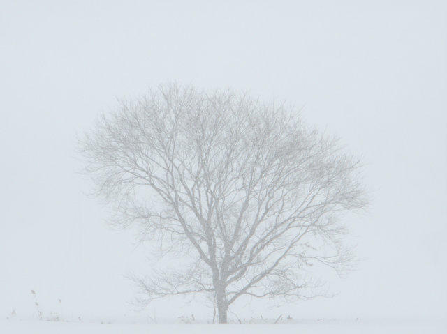 雪原の木（北海道由仁町・1月）