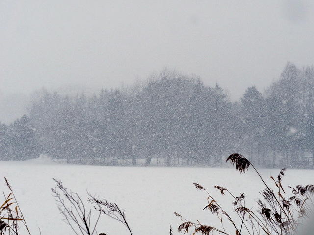 雪景色（北海道由仁町・1月）