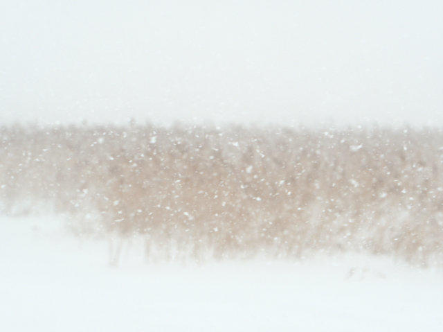 冬のすすきと雪（北海道岩見沢・1月）