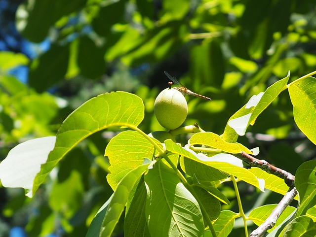 道立近代美術館（札幌市）