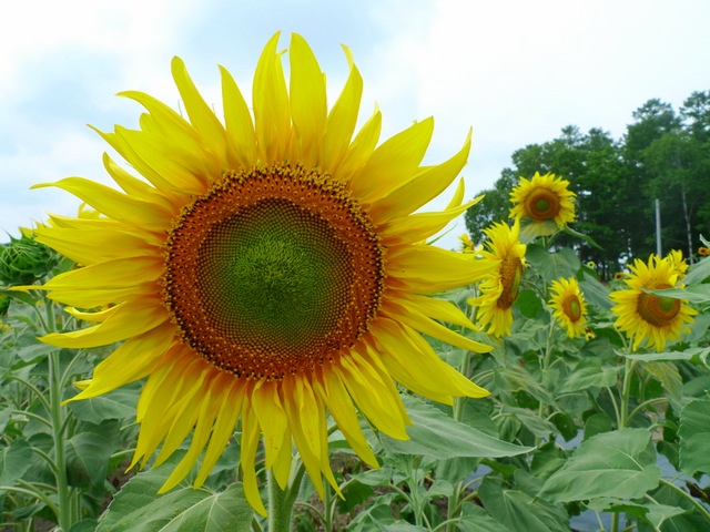 栽培面積日本一！130万本の太陽の花がパワー全開～北海道北竜町