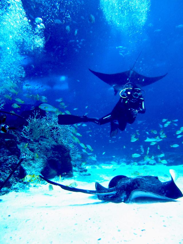 th_Open Ocean Dive - Dive with the Manta Rays.jpg