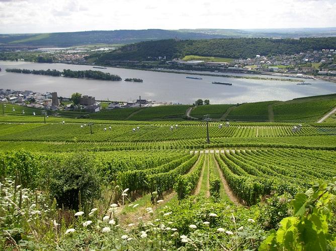 Ruedesheim schoene Aussicht.jpg