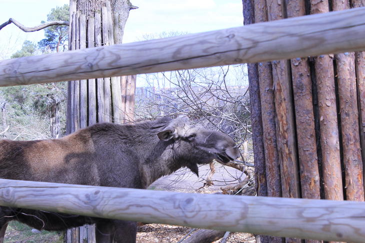 Skansen2.JPG