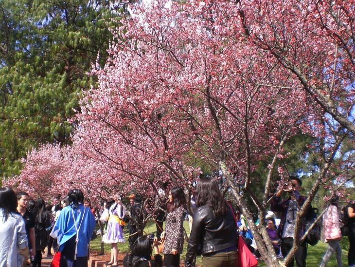 シドニー周辺で春の花が楽しめるイベント5選