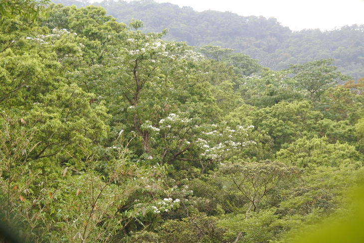 5月に降る雪 台湾で油桐花を見てみよう 地球の歩き方