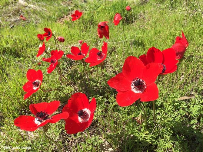 イスラエルのアネモネの花.jpg