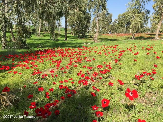 イスラエルの南部アネモネの花.jpg