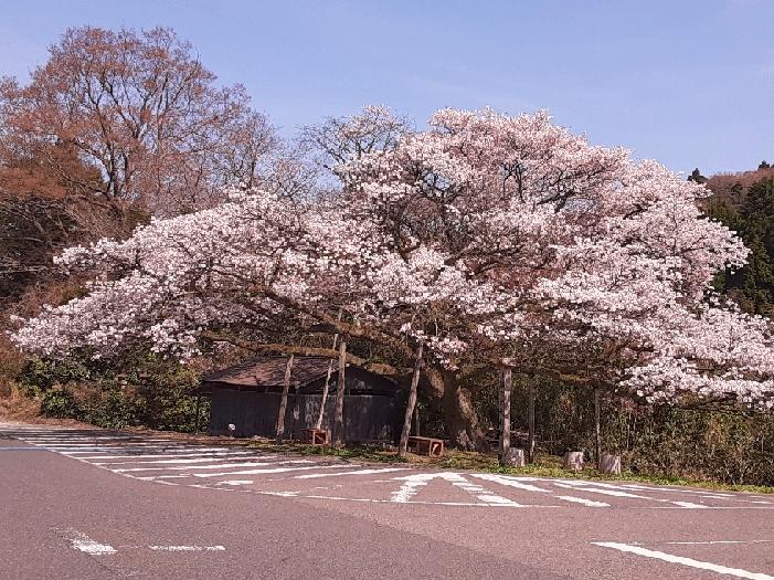 上法万大山桜.jpg