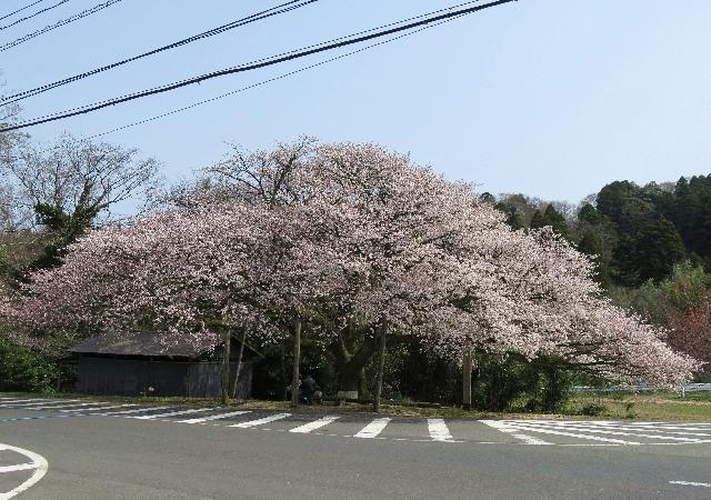 上法万大山桜1.jpg