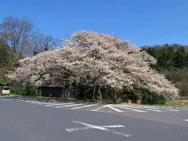 上法万大山桜.jpg