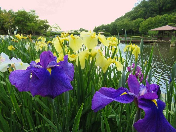 あやめ池公園2.jpg