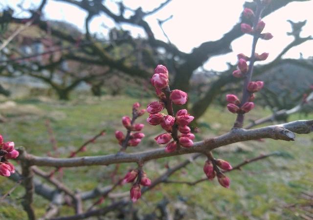 湯梨浜町でしか見られない梅の花を巡るツアー 野花梅渓 地球の歩き方