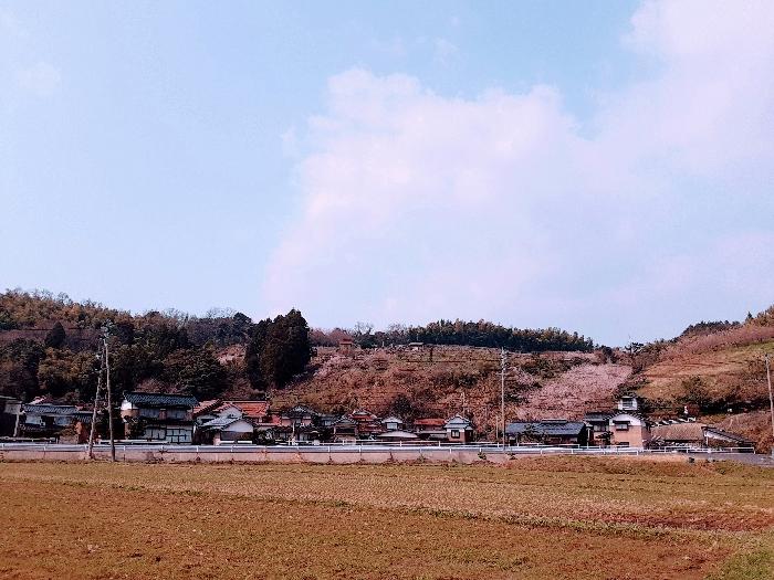 今年も魅せられた 湯梨浜町野花でしか見られない山陰随一の 野花梅渓 地球の歩き方