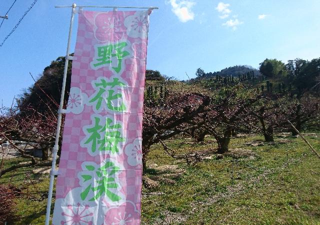 湯梨浜町でしか見られない梅の花を巡るツアー 野花梅渓 地球の歩き方