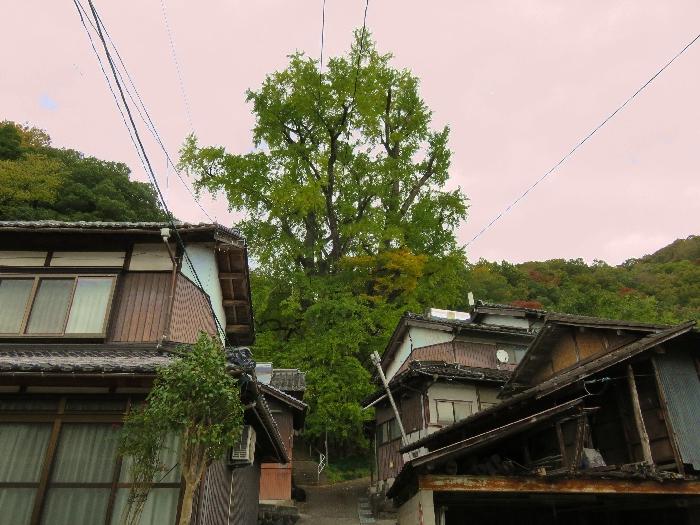 西御門大イチョウ (2).JPG