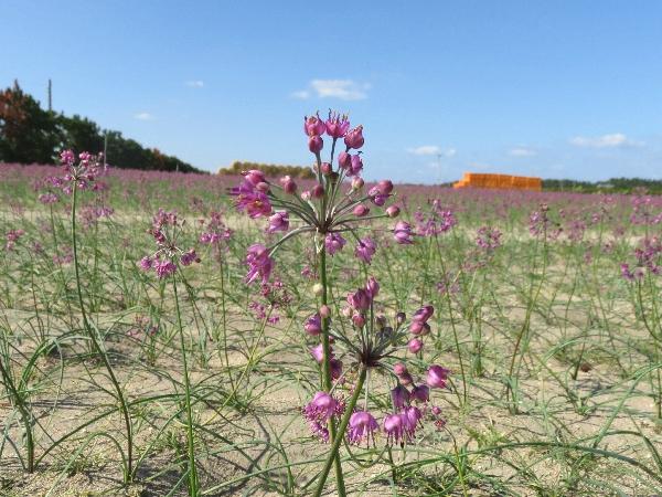 ラッキョウの花2.jpg