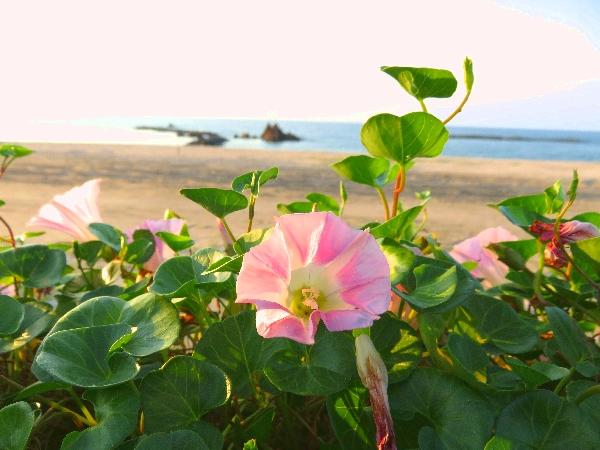 ハワイ海水浴場2.jpg