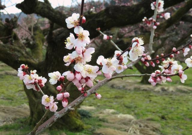 湯梨浜町でしか見られない梅の花を巡るツアー 野花梅渓 地球の歩き方