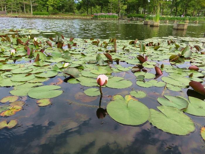 あやめ池公園7.jpg