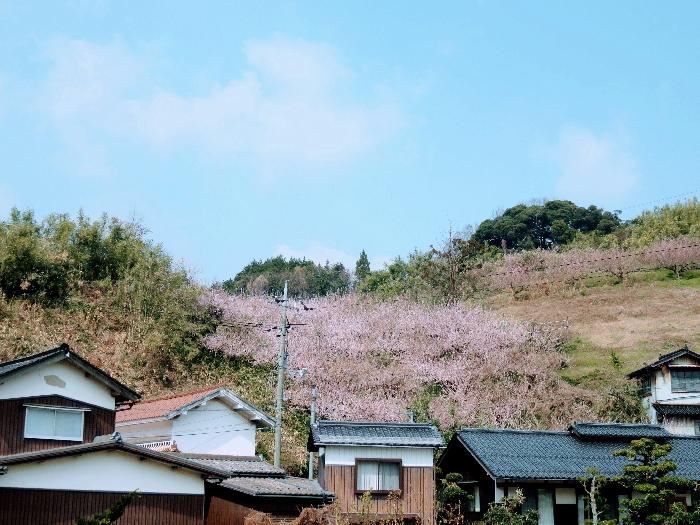 今年も魅せられた 湯梨浜町野花でしか見られない山陰随一の 野花梅渓 地球の歩き方