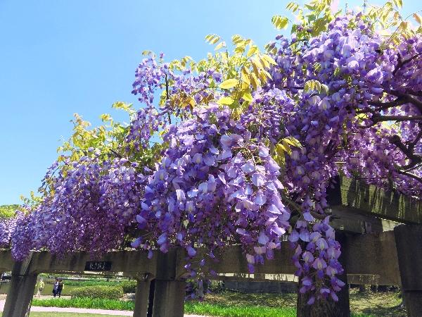 あやめ池公園4.jpg