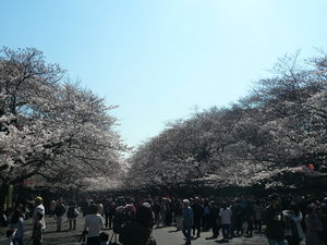 uenosakura20112.JPG