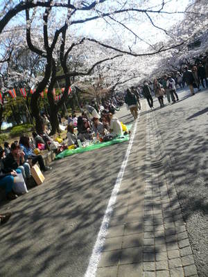 uenosakura20114.JPG