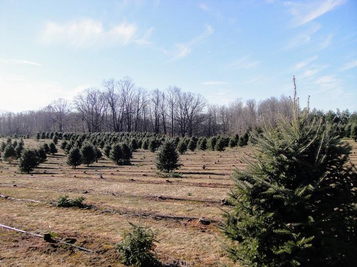 02. Tree Farm.JPG